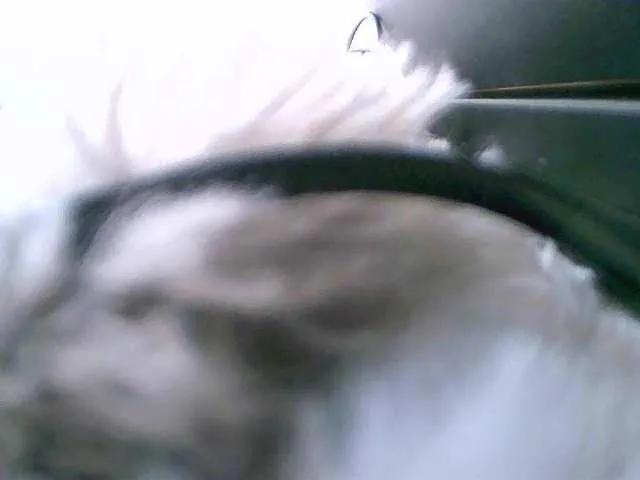 sexydollsa on BongaCams